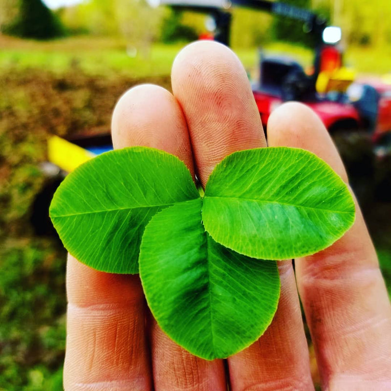 Trèfle Ladino et Alsike