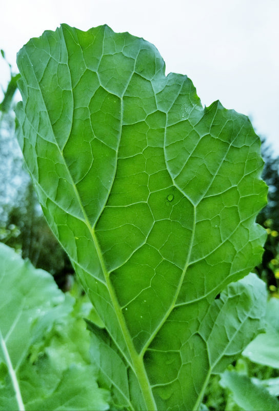 Brassica