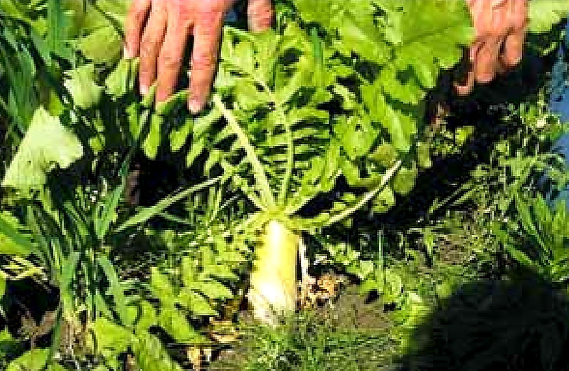 Radis Daikon