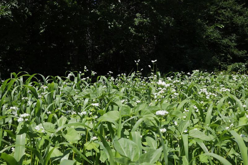 Semences d'été