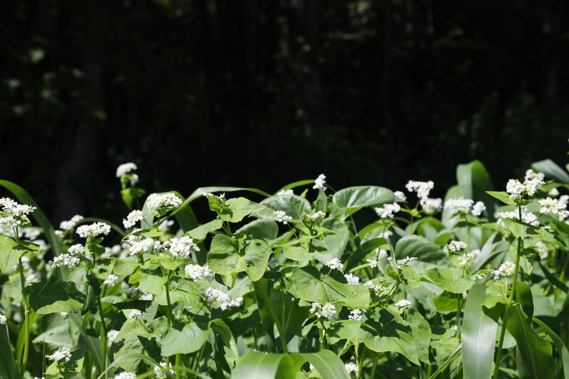 Semences d'été