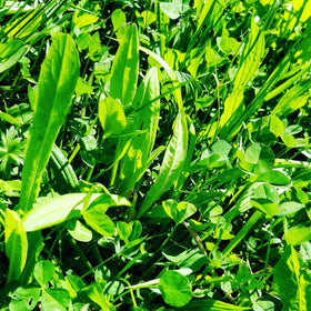 Trèfle et chicorée