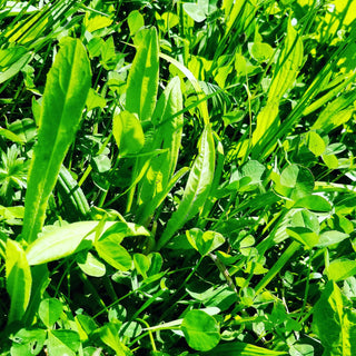 Trèfle et chicorée